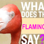 What does the Flamingo say 1