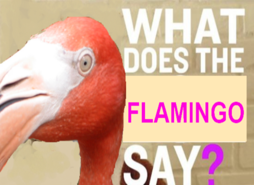 What does the Flamingo say 1